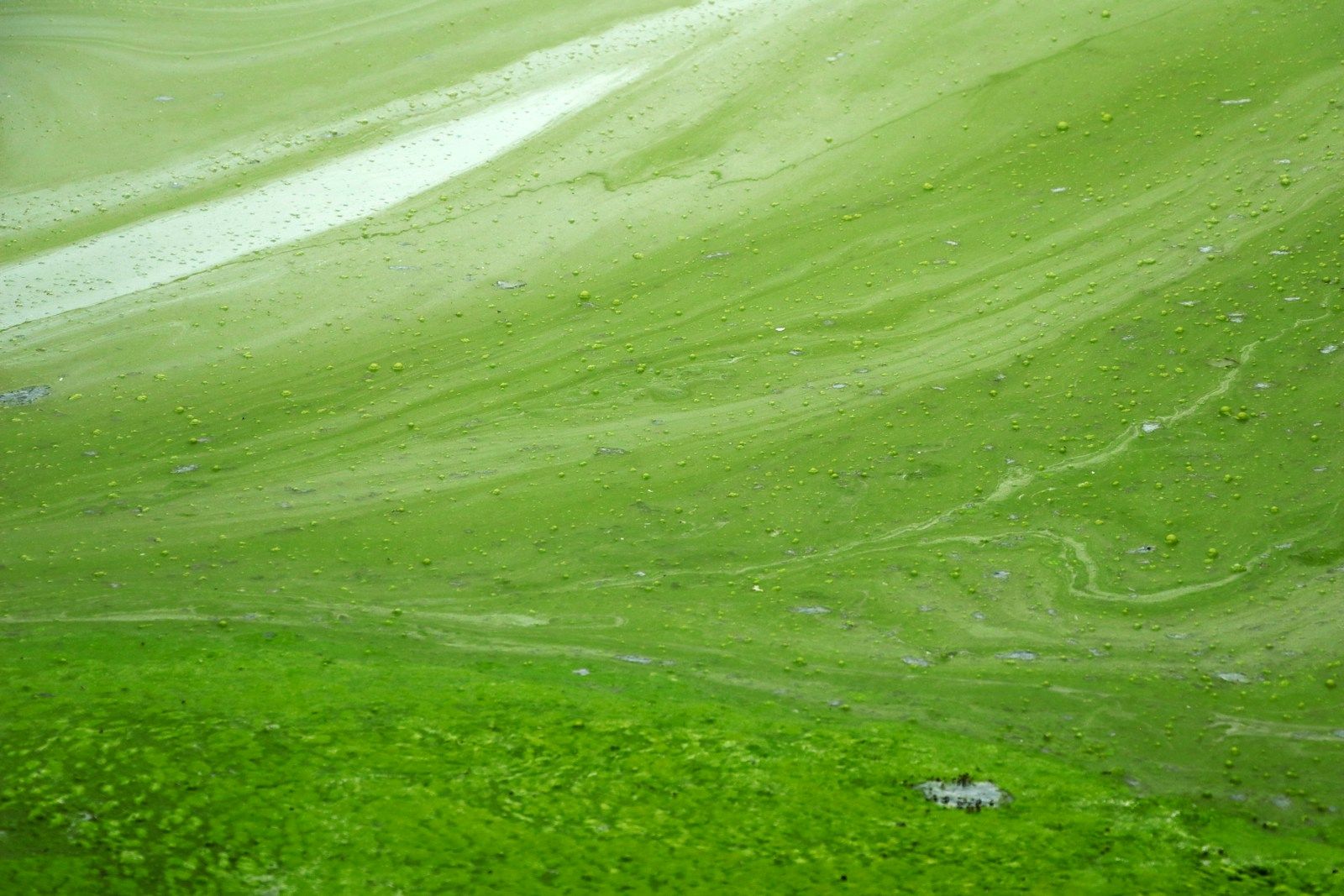 Swirls of green algae covering a still water surface
