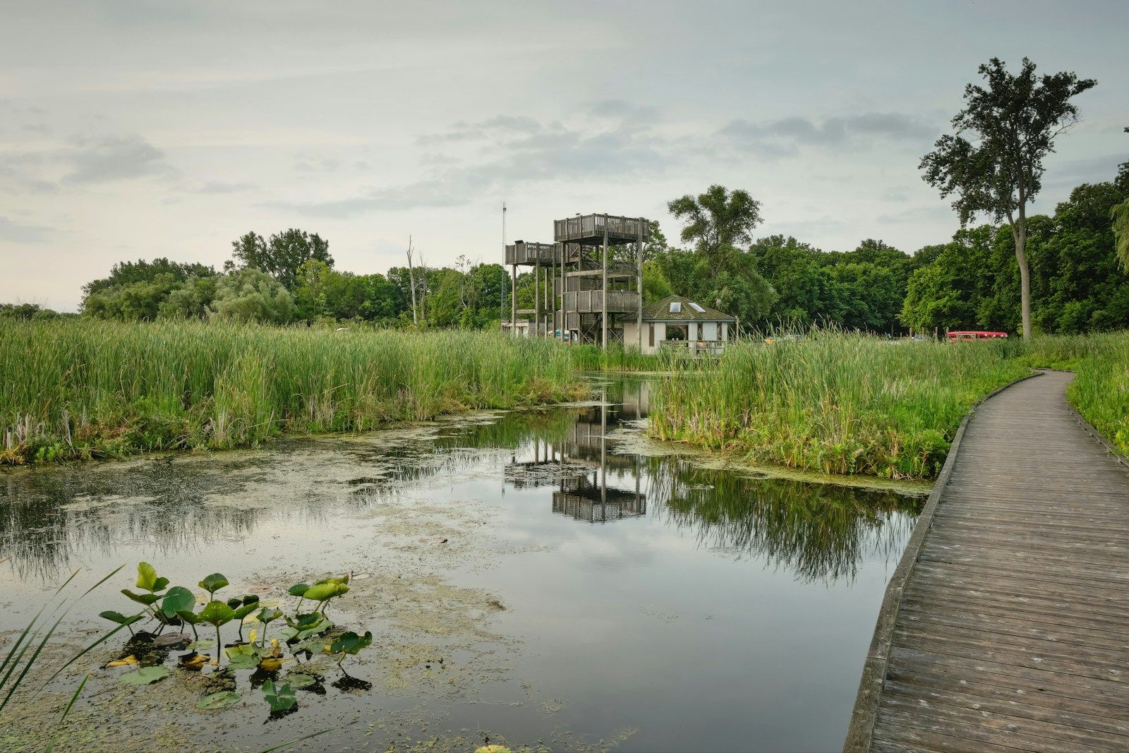 A boardwalk running beside a reflective community pond ringed with reeds