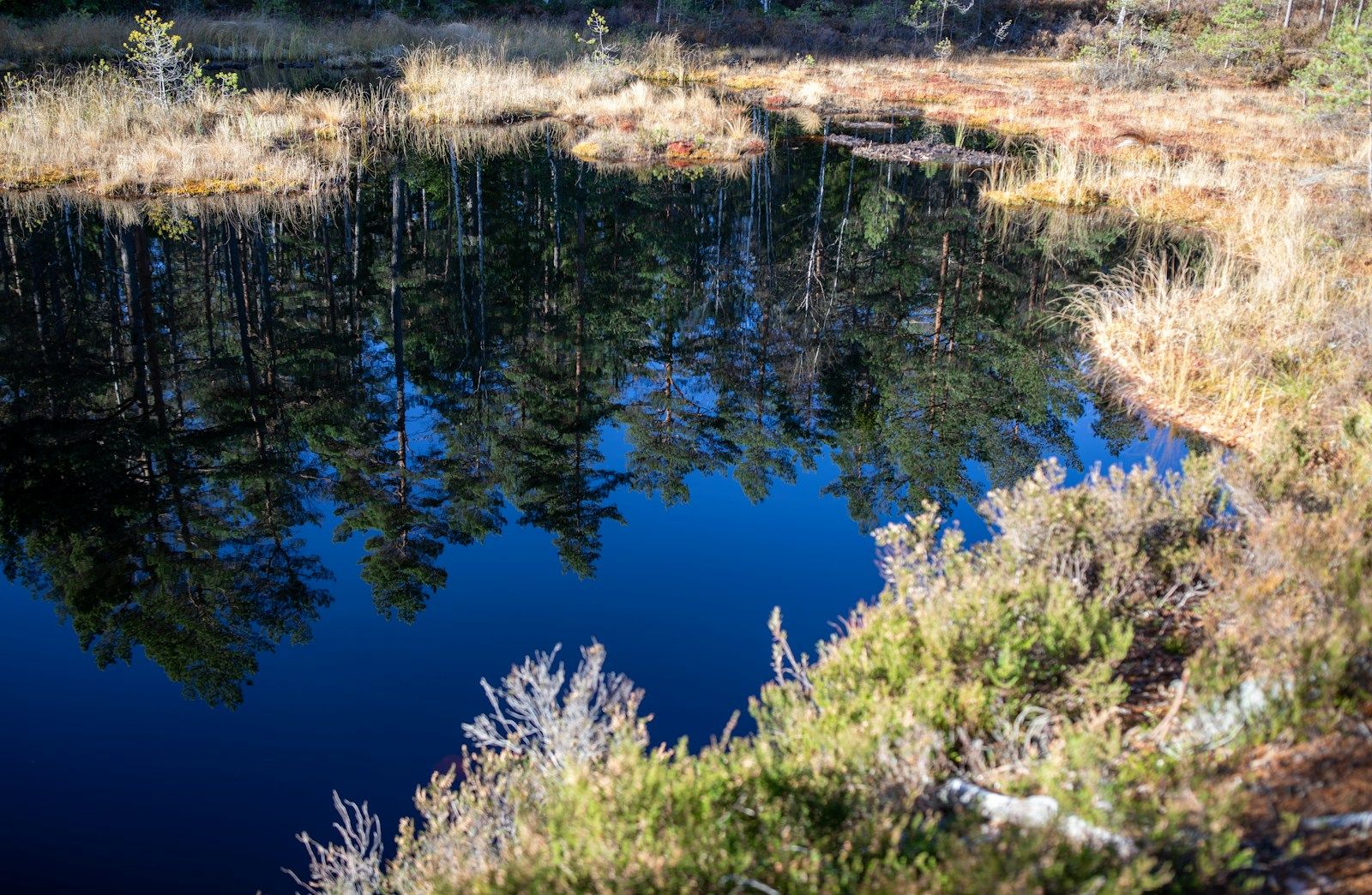 Dark, still water reflecting pine trees in a boggy landscape