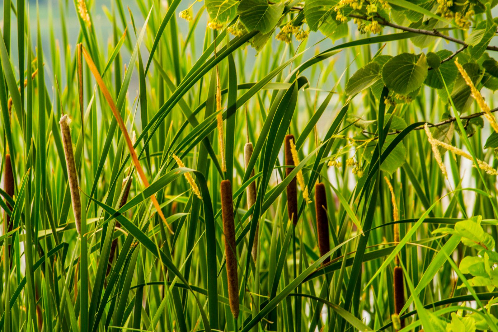 Cattails and reeds lining a healthy lake shoreline in summer