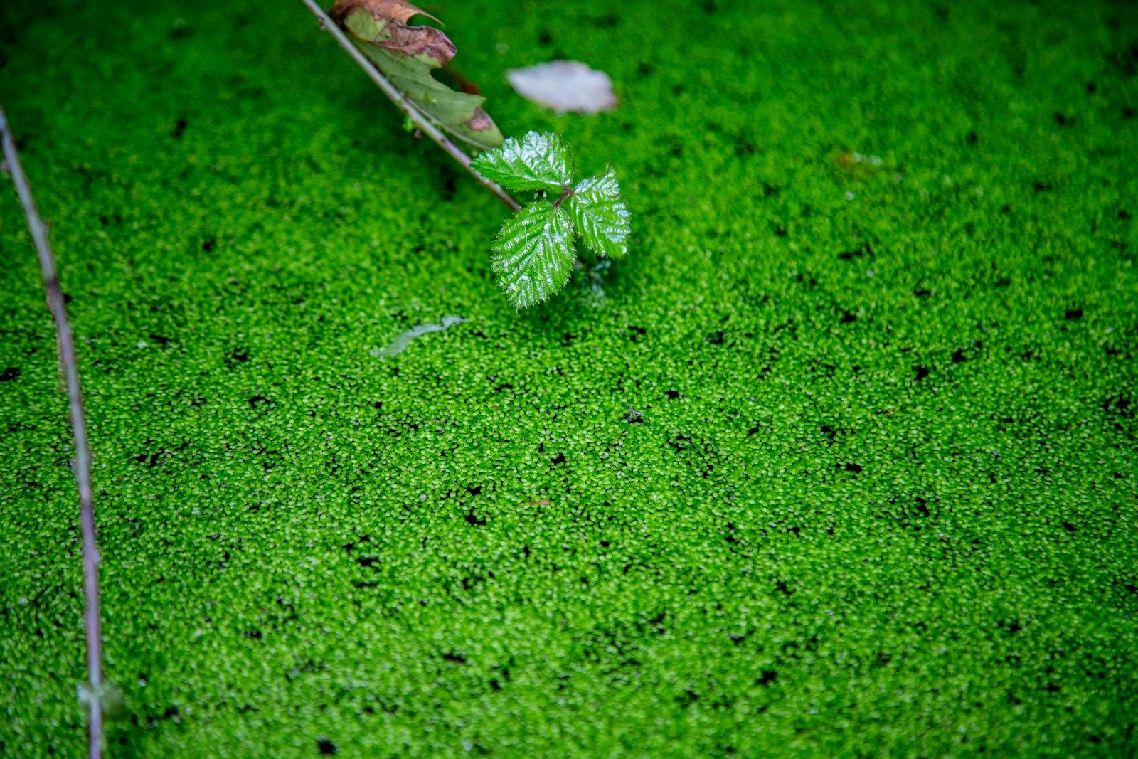A dense mat of duckweed covering a water surface