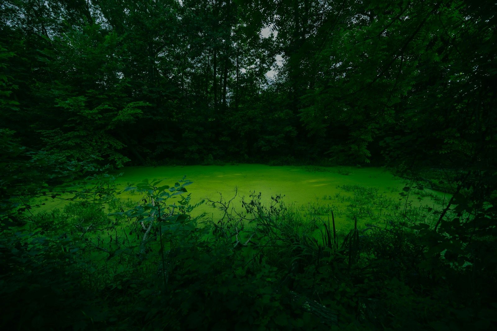 A small pond entirely covered by bright green surface growth