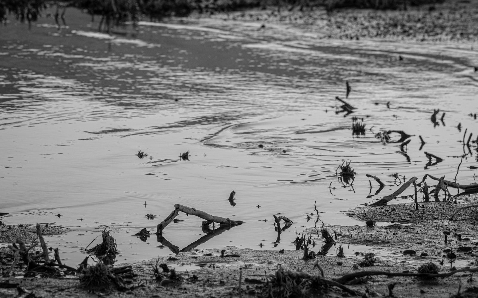 Silty, turbid shallows strewn with sticks along a lake shore