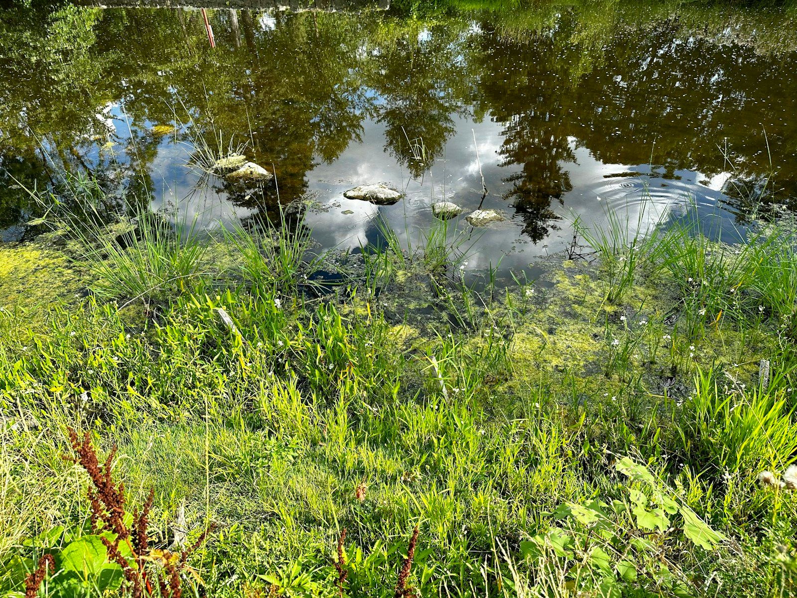 A grassy pond edge where tea-brown water meets the shore