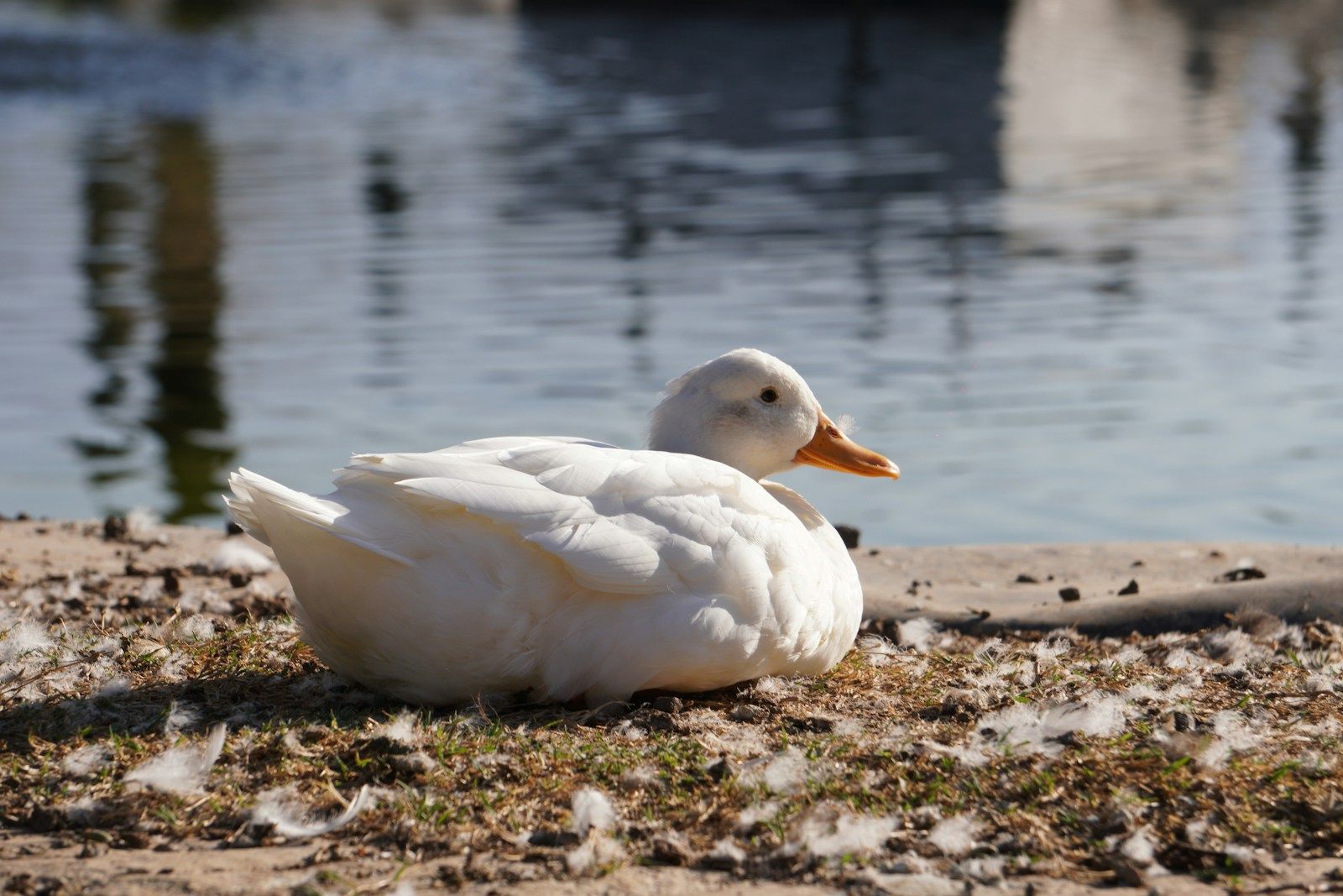 A white duck resting at the edge of calm open water